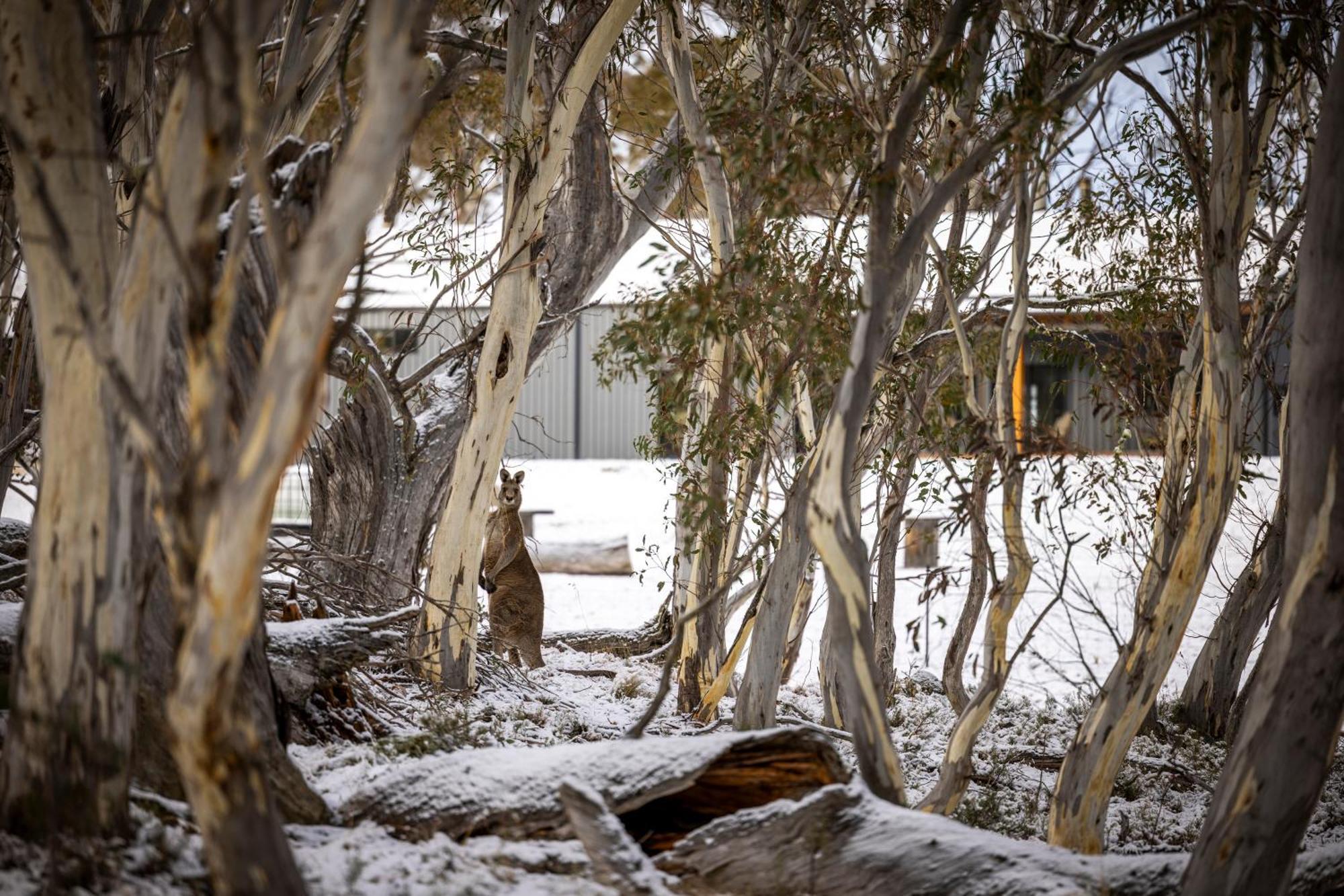 Big Yard Escapes - Two Off-Grid Tiny Houses On The Mowamba River Джиндабайн Экстерьер фото